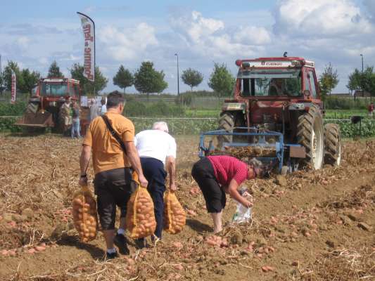 Week-end arrachage Pommes de Terre 